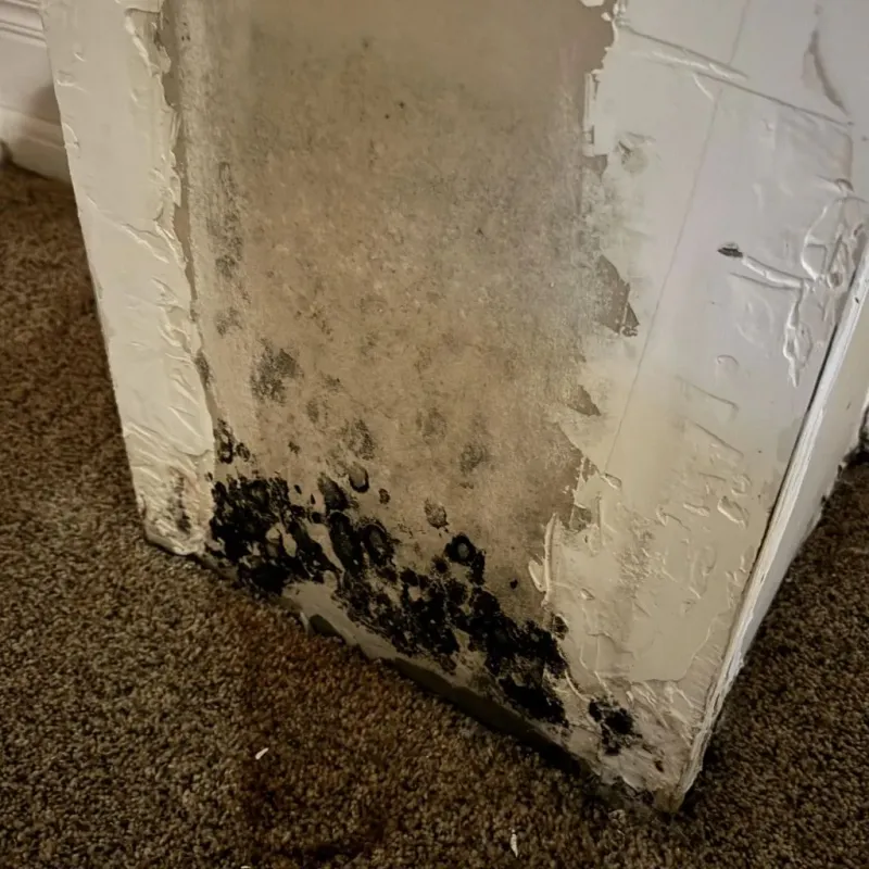Professional Mold Removal in Orange, MA